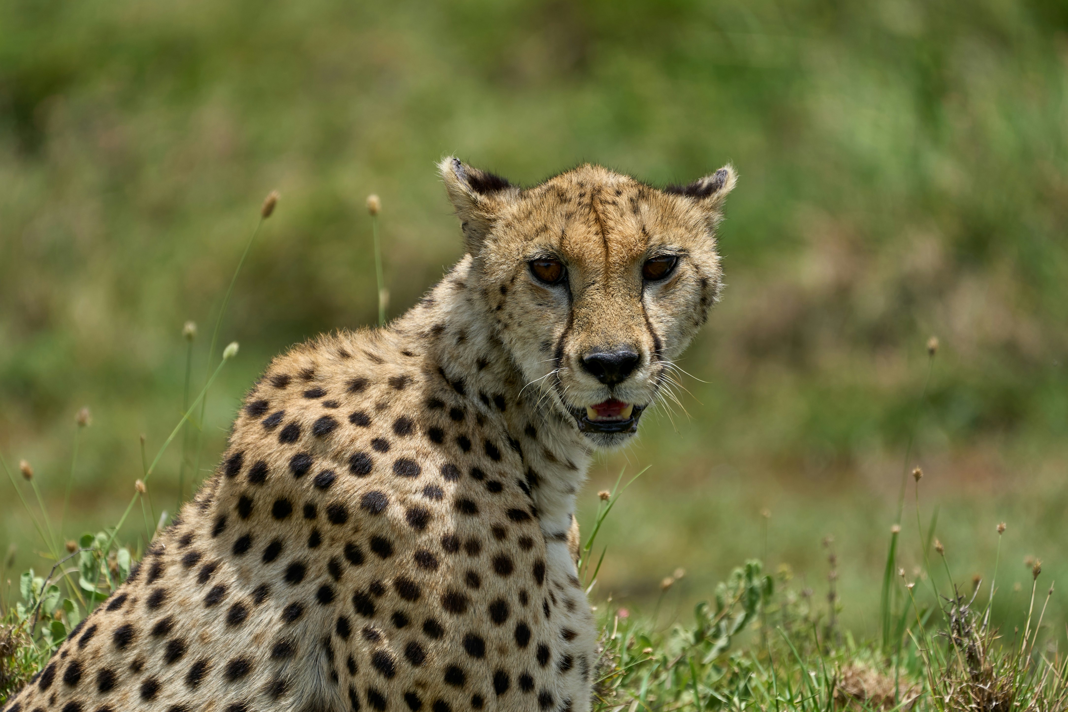 Serengeti National Park
