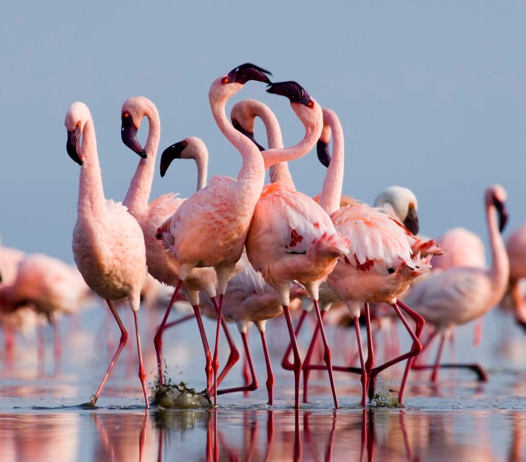 Lake Natron & Ol Doinyo Lengai
