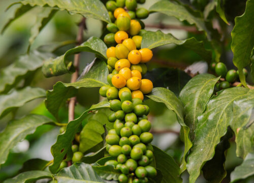 Top 5 Things to Do in Karatu (After You Grab a Coffee at Tec Coffee Farm Rest House)